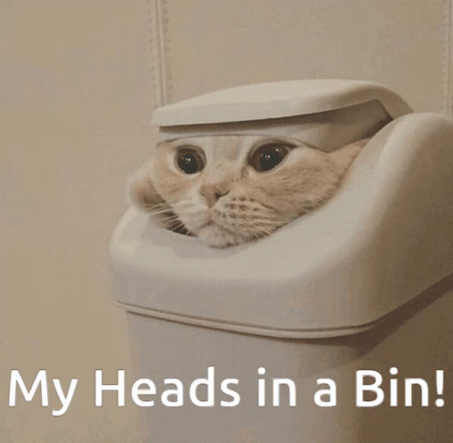 Cat Bin GIF - Cat Bin Funny Cat GIFs