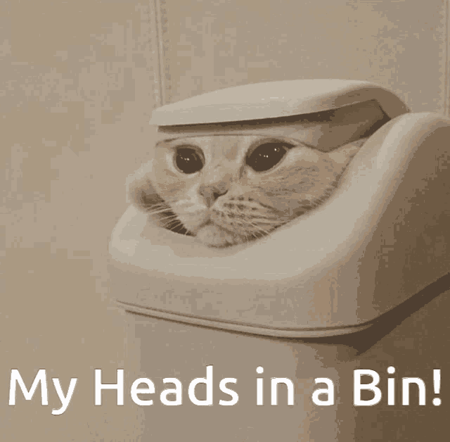 a cat is sticking its head out of a trash can with the words my heads in a bin below it