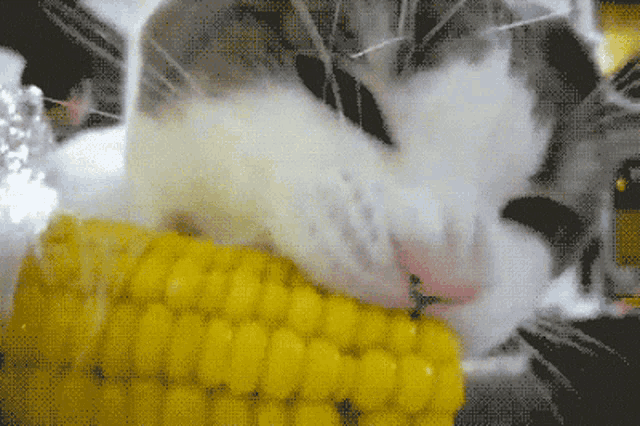 a cat is eating corn on the cob with its tongue out