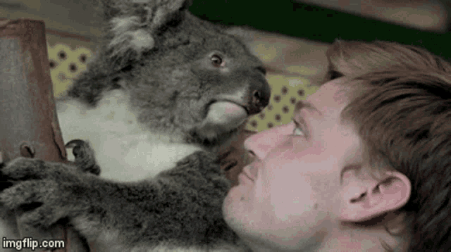 Goffin Koala GIF - Goffin Koala Goffinkoala GIFs