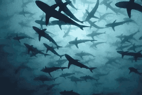 Sharks Swimming GIF - Sharks Swimming Ocean GIFs