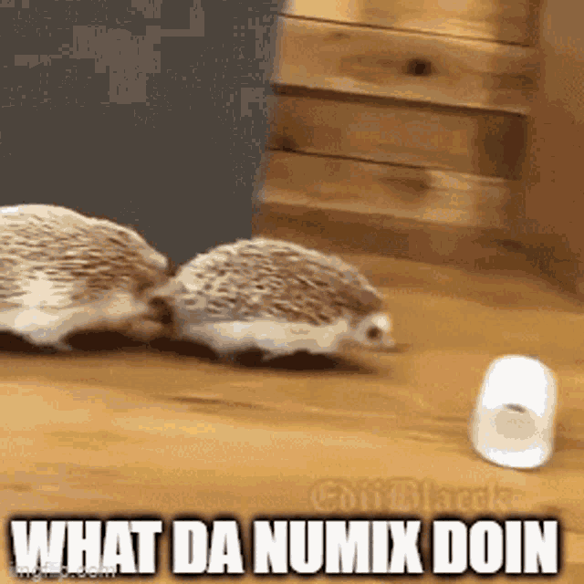 Numix Hedgehog GIF - Numix Hedgehog Whatdanumixdoin GIFs