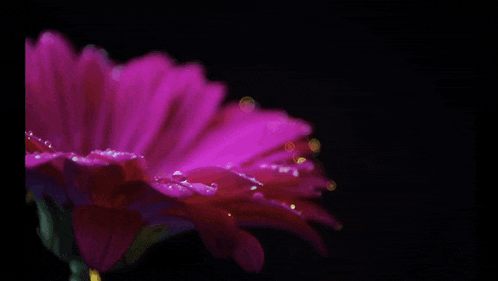 a purple flower with the words " canim xaliskom " written on it