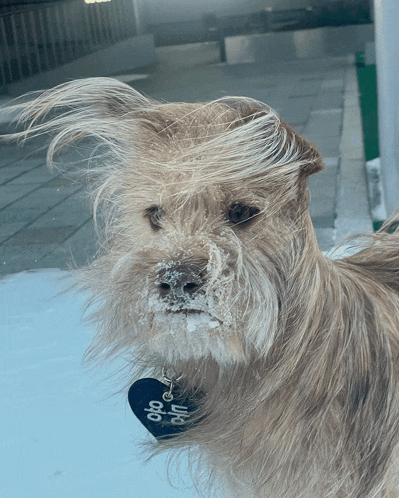 a dog with snow on its nose and a tag that says " i love you " on it