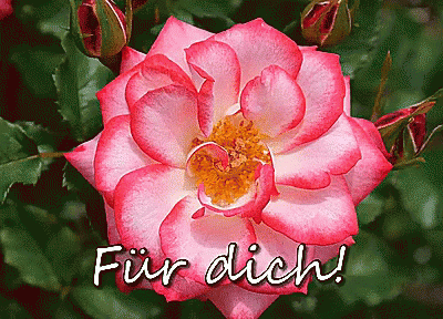 Rose Für Dich. GIF - Rose Für Dich Blume GIFs