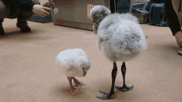 a small bird standing next to a large bird with a sticker on it that says ' fragile ' on it