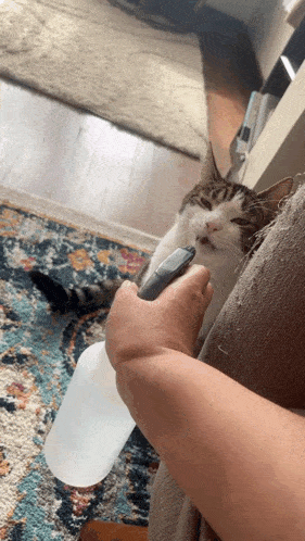 a person holding a spray bottle next to a cat on a rug