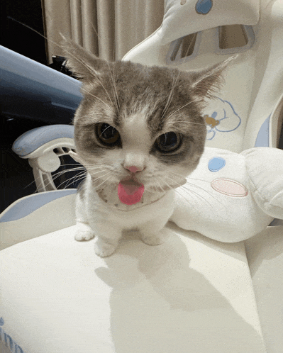 a cat with a pink tongue sticking out is sitting on a chair