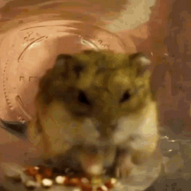 a close up of a hamster eating popcorn from a glass jar .