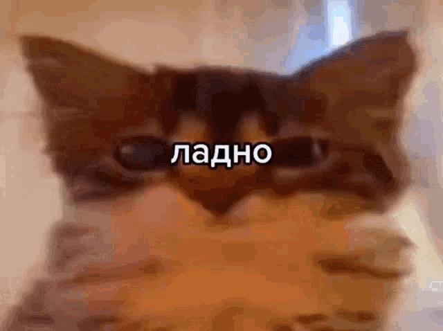 Cat Say Cat Say Ladno GIF - Cat Say Cat Say Ladno котговоритладно GIFs