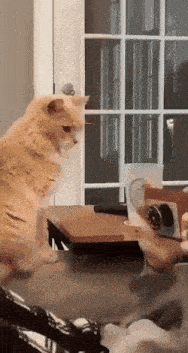 a cat is sitting on a couch looking at a person holding a camera .