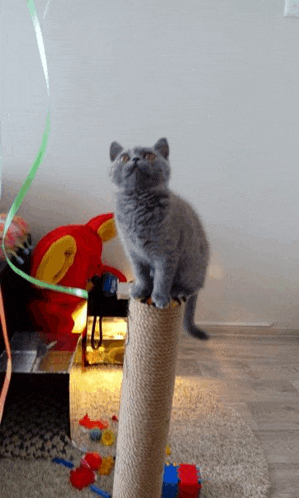 a kitten sitting on top of a scratching post looking up