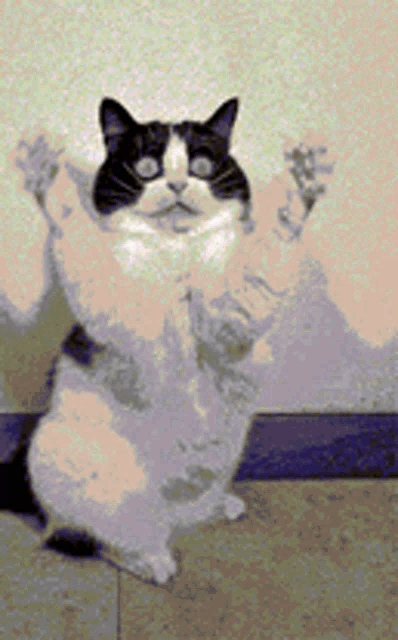 Come Here Lemme Give You A Hug GIF - Come Here Lemme Give You A Hug Cat GIFs