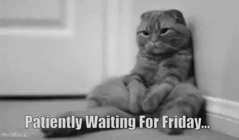 Thursday Patiently Waiting For Friday GIF - Thursday Patiently Waiting For Friday Cats GIFs