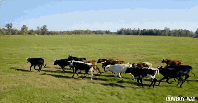 Cows The Cowboy Way Alabama GIF - Cows The Cowboy Way Alabama Buck Up Cowboy GIFs
