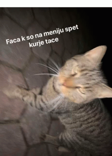 Kurje_tace GIF - Kurje_tace GIFs