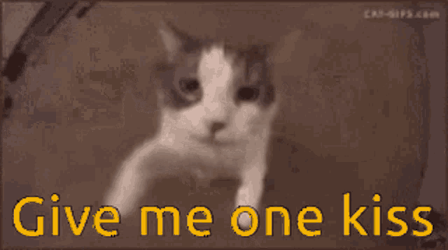 a close up of a cat 's face with the words give me one kiss below it