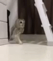 Sneak Owl GIF - Sneak Owl GIFs