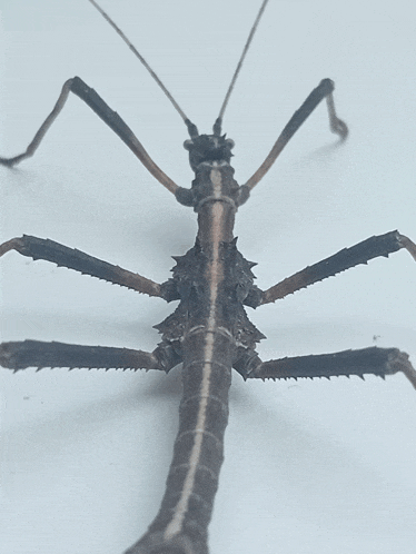 a close up of a stick bug with a white stripe on the back
