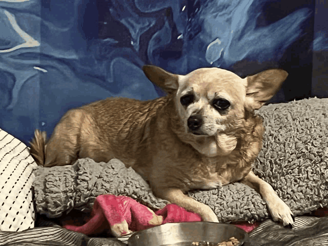 a small dog laying on a bed with a bowl of food in front of it