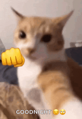 a cat is giving a fist bump with the words goodnight above it