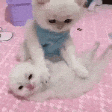 two white cats are playing on a pink blanket . one of the cats is wearing a blue vest .