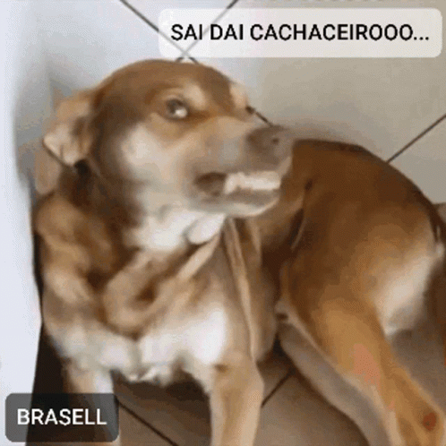 Sai Dai Cachaceiro Dog GIF - Sai Dai Cachaceiro Dog Angry GIFs