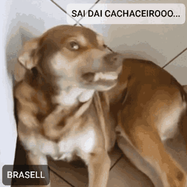 a dog with a speech bubble that says " sai dai cachaceirooo ... "