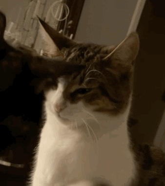 Marco Polo Fight Cat Fight GIF
