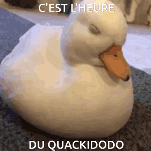 Quackisleep Quackidodo GIF - Quackisleep Quackidodo GIFs
