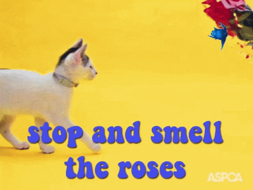 Detente Y Huele Stop And Smell The Roses GIF - Detente Y Huele Stop And Smell The Roses Cat GIFs