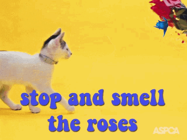 a picture of a cat with the words " detente y huele las rosas "