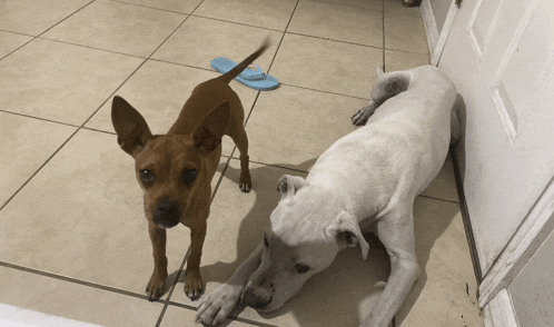 a brown chihuahua and a white dog are laying on a tiled floor