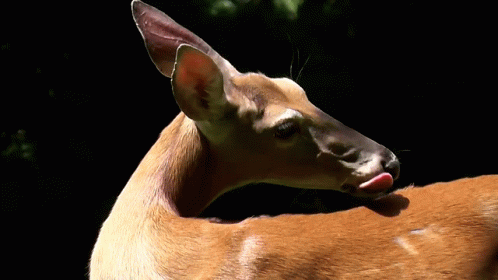 White Tail Deer Therian GIF - White Tail Deer Therian White Tail Deer Therian GIFs