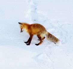 Fox Jump GIF - Fox Jump Catch It GIFs