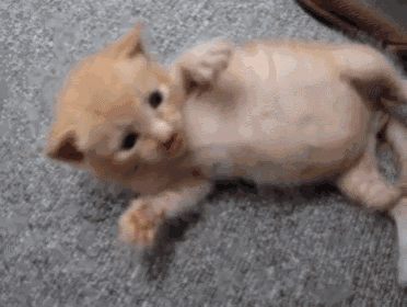 They See Me Rollin GIF - Cats Kittens Cute GIFs