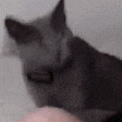 a blurry picture of a gray cat with glasses on