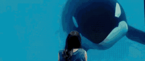 a woman is standing in front of a large killer whale in a tank .