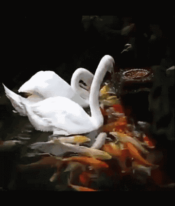 Swan Koi GIF - Swan Koi GIFs