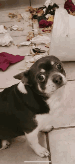 a small black and white dog is sitting on a tiled floor