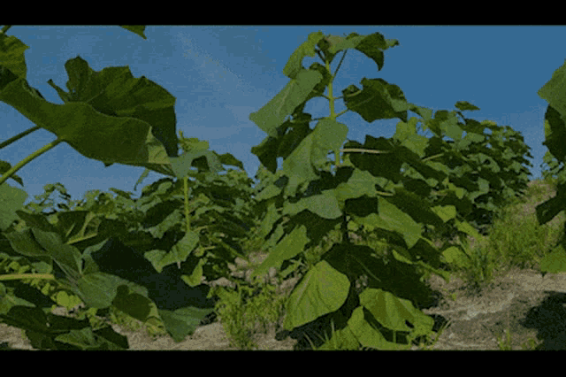 a field of trees with the word plu on the bottom right