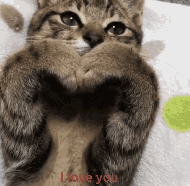 Love Cat GIF - Love Cat Hertz GIFs