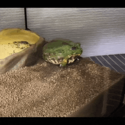 a frog is sitting on a pile of dirt
