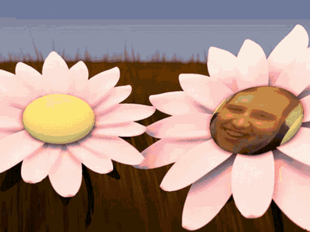 two pink daisies with a man 's face in the middle