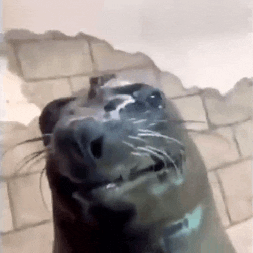 a seal is standing in front of a brick wall looking at the camera .