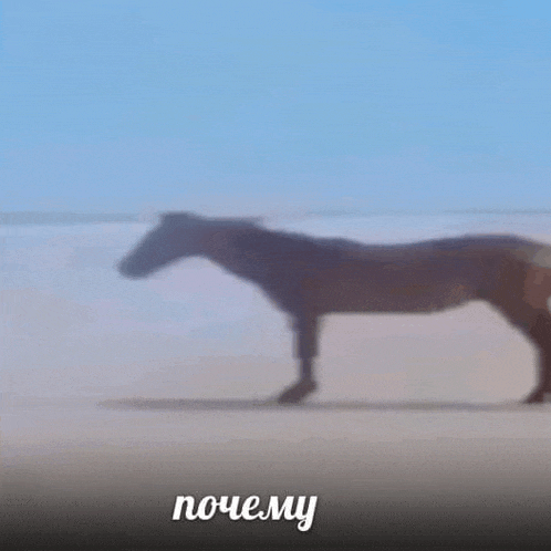 a blurred image of a horse walking on a beach with the words pochemy below it