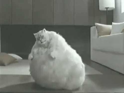 Cat Fat GIF - Cat Fat Chubby GIFs