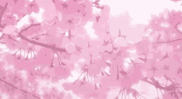 pink cherry blossoms are falling from a cherry blossom tree .