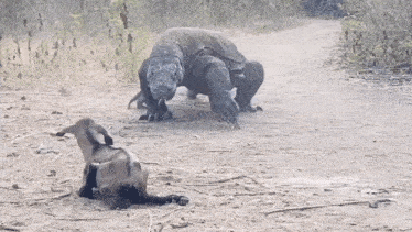a large lizard is standing next to a smaller lizard laying on the ground
