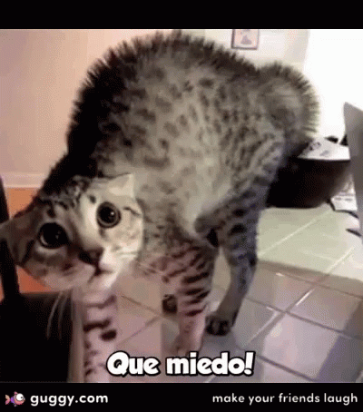 Scared Cat Scare GIF - Scared Cat Scare Spooked GIFs